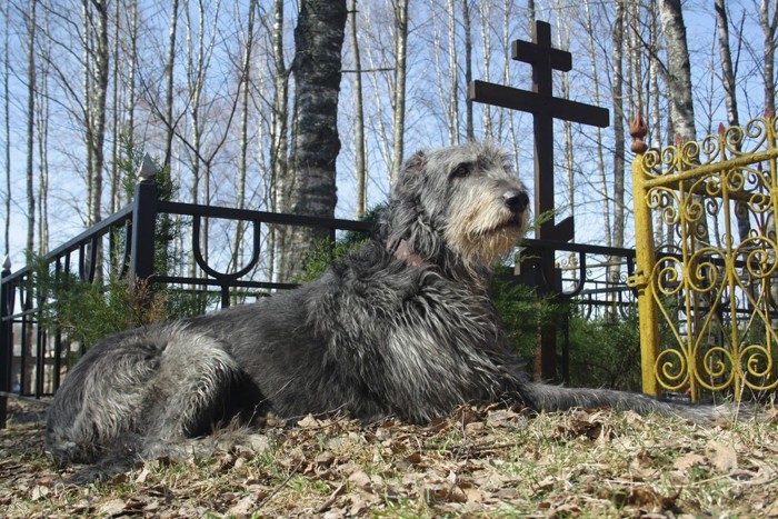 墓の近くに佇む犬