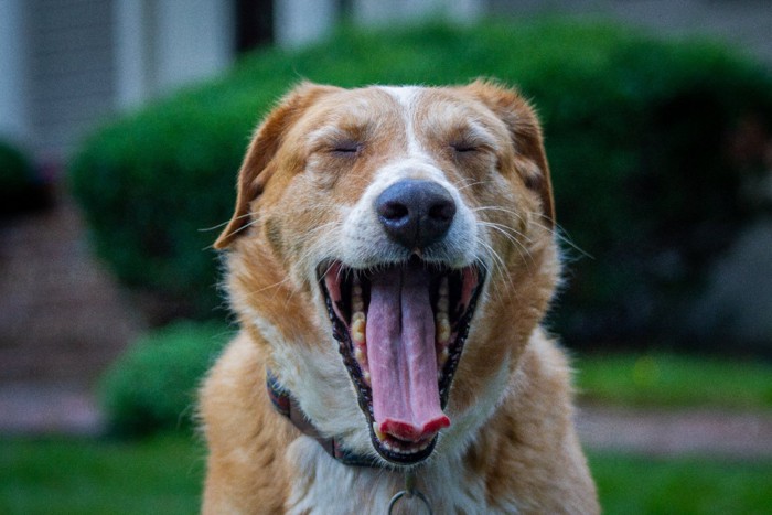 あくびする犬