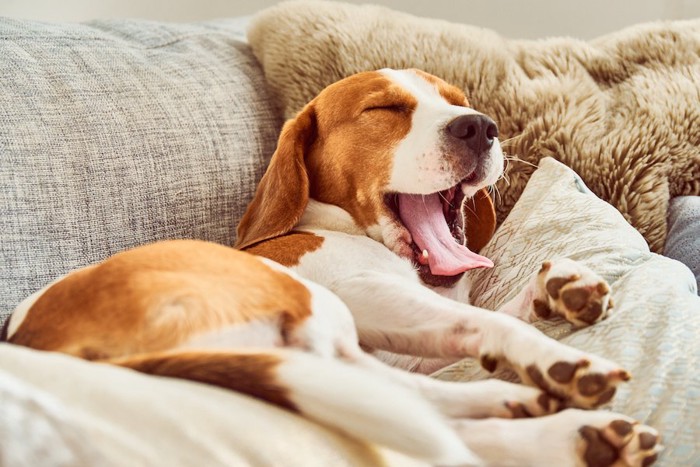 ソファーであくびをしているビーグル犬