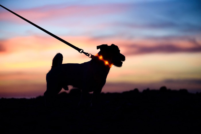 光る首輪をつけて散歩する犬のシルエット