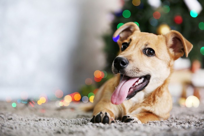 クリスマスツリーの前に伏せる犬