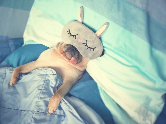 アイピローをつけてベッドで眠る犬
