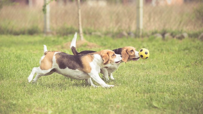 ボールを追いかける二頭のビーグル犬
