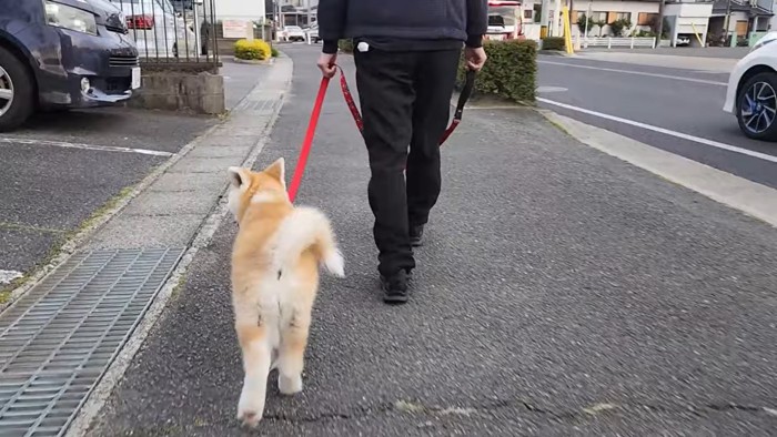 楽しそうに歩く秋田犬と飼い主