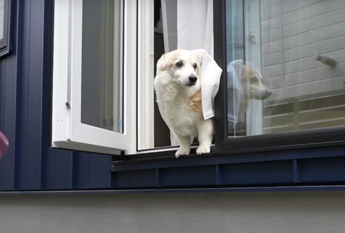 窓から顔を出す犬