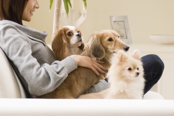 女性とソファーに座る3匹の犬