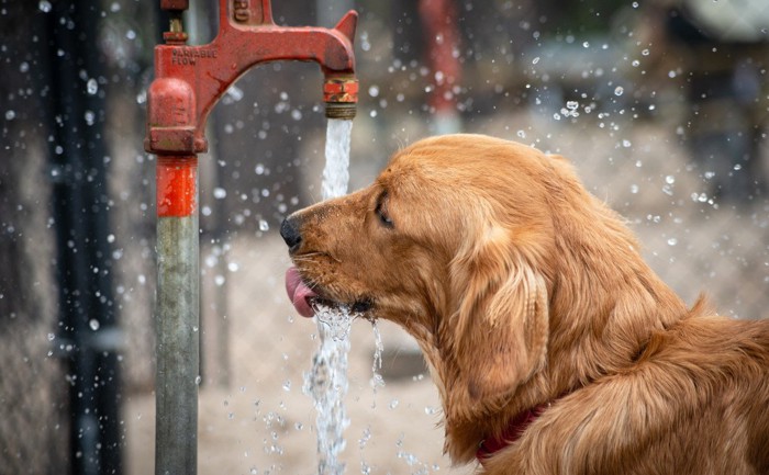 水を飲んでいる犬