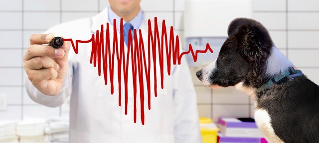 犬の心臓病のイメージ