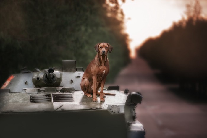戦車の上に乗る悲しげな茶色い犬