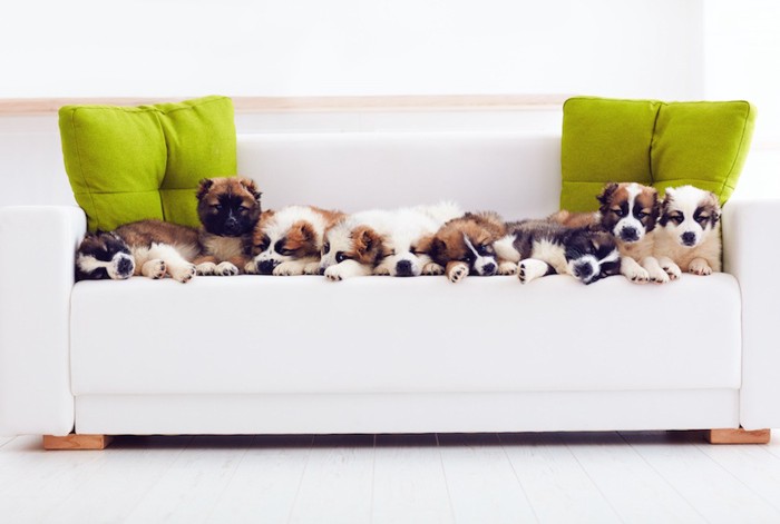 ソファーの上のたくさんの犬