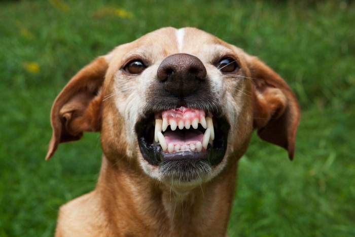 歯を剥く犬