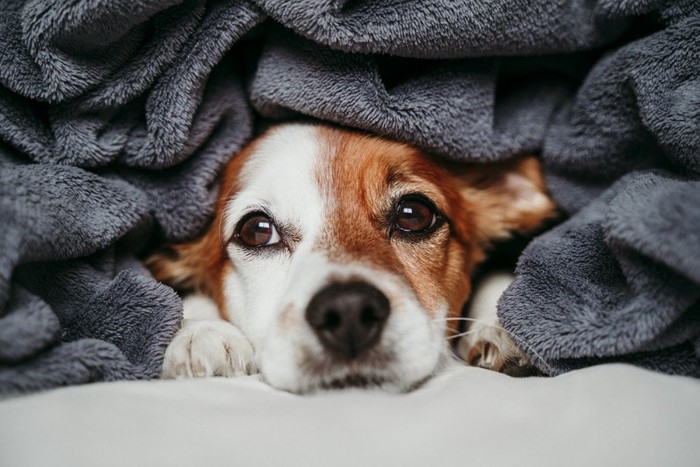 毛布に隠れながら見つめる犬
