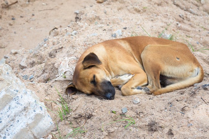 岩の上で眠る茶色い犬