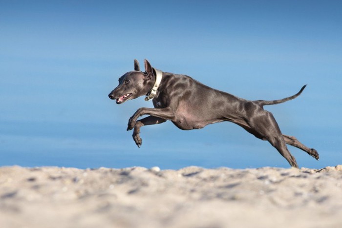 砂の上を走る黒い犬