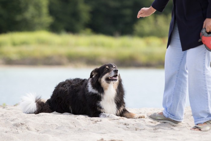 Hund liegt am Strand und bekommt das Signal Bleib