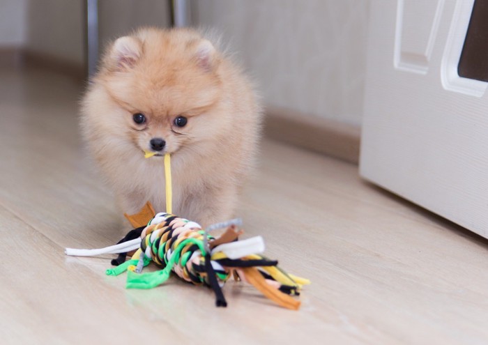 おもちゃで遊ぶ子犬