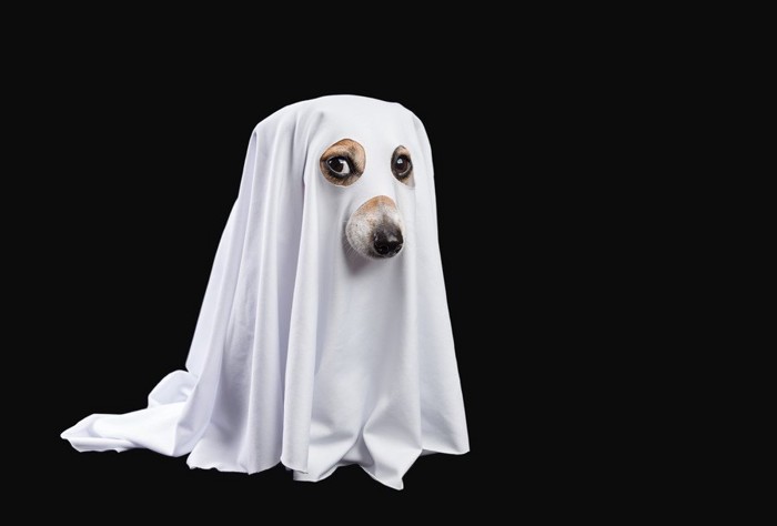 幽霊の扮装をした犬