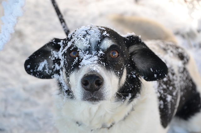 雪をかぶった犬