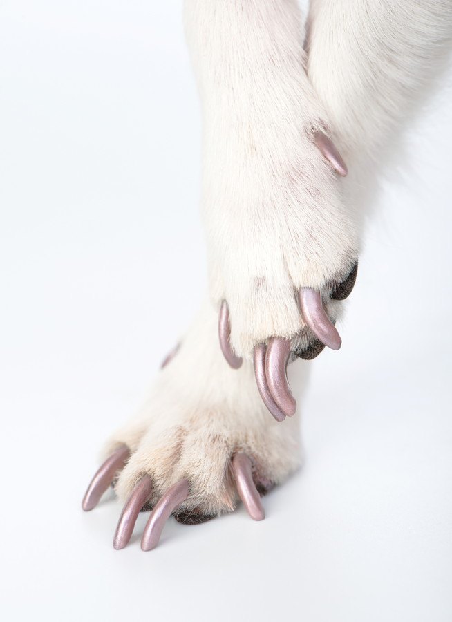 犬の前足