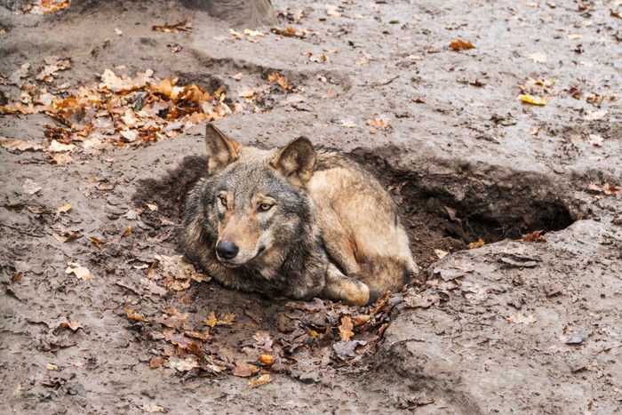 泥に隠れるオオカミ