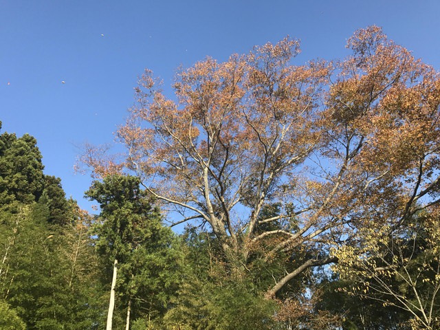 秋に訪れた際の周りの木々の様子