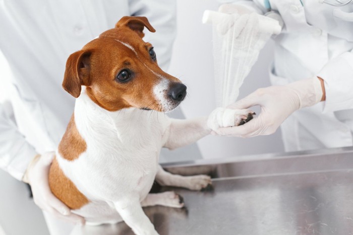 病院で足に包帯を巻かれる犬