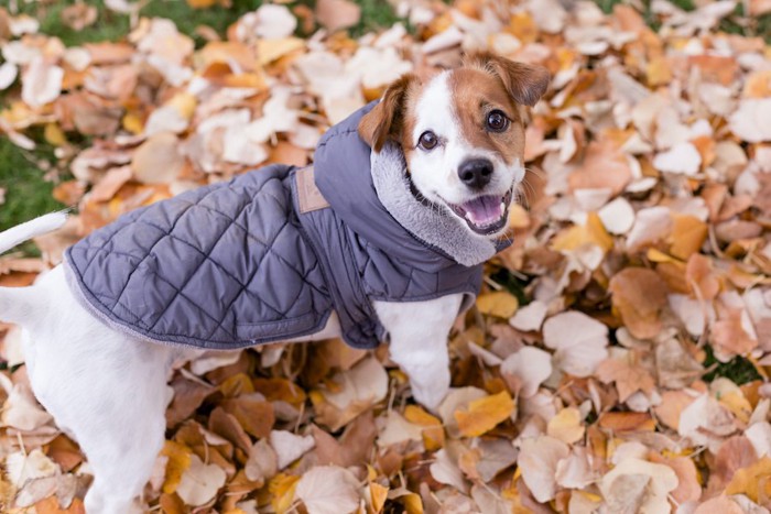落ち葉の上に立つ服を着た笑顔の犬