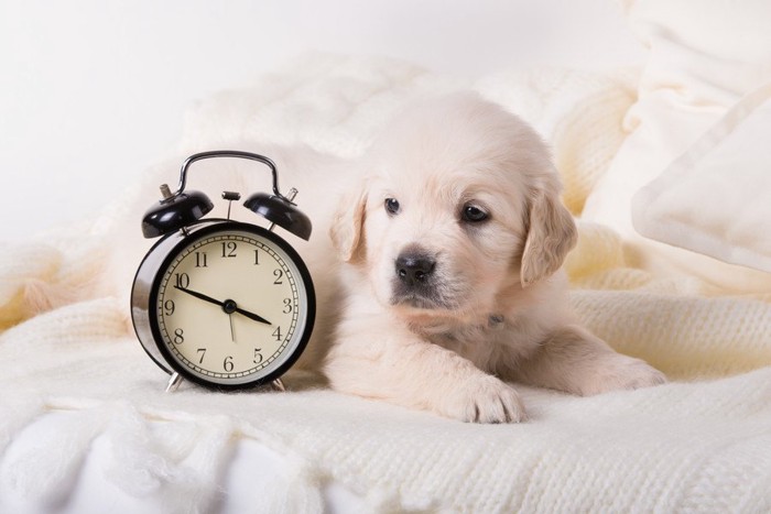 子犬とアラーム時計