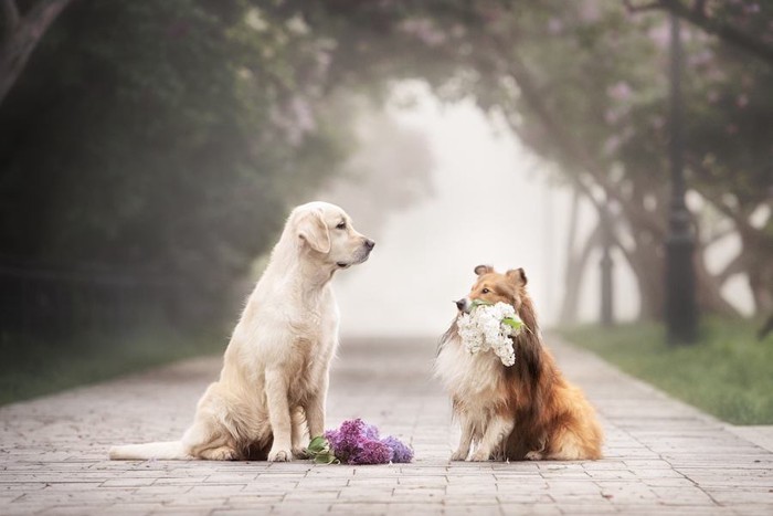 花束を咥えた2頭の犬