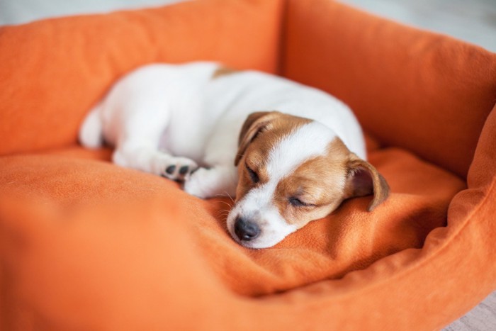 オレンジ色のペットベッドで熟睡している子犬