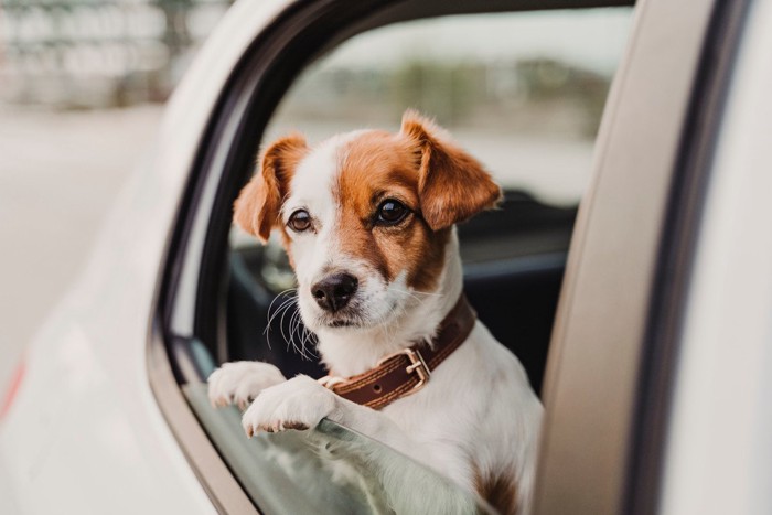 車の窓から顔を出す犬
