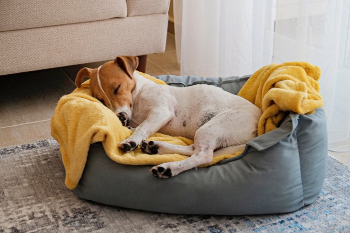 犬用ベッドで寝ている犬
