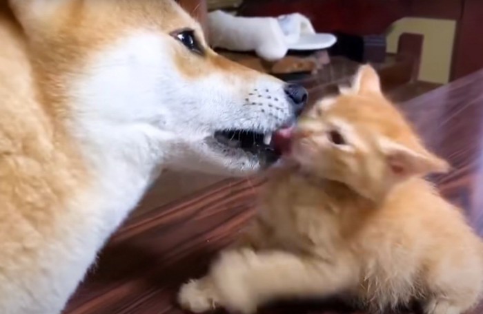 子猫を舐める犬