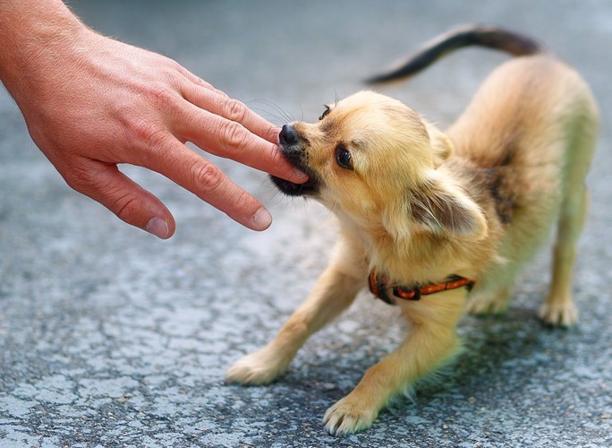 人の手を噛んでいる子犬