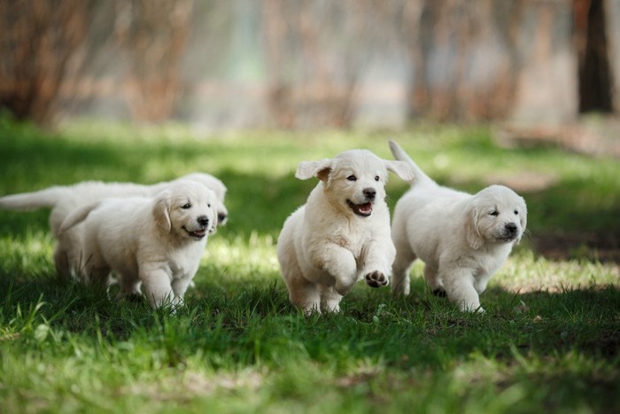 走っている3匹のゴールデンレトリバーの子犬