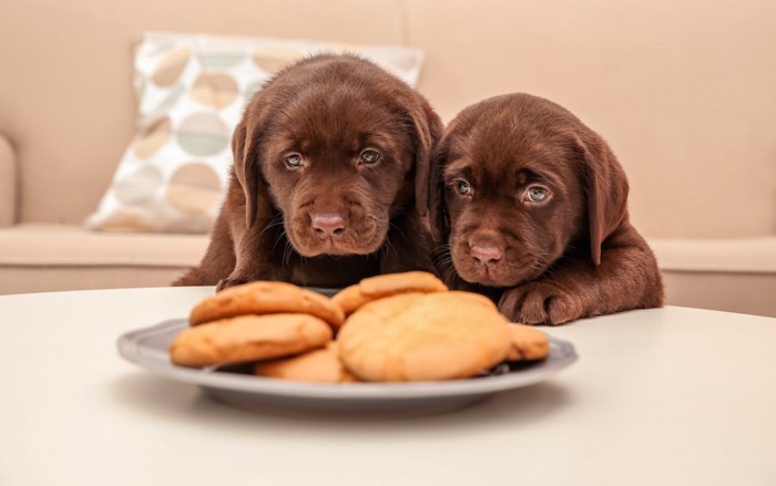 テーブルの上のクッキーを見つめている二匹の子犬