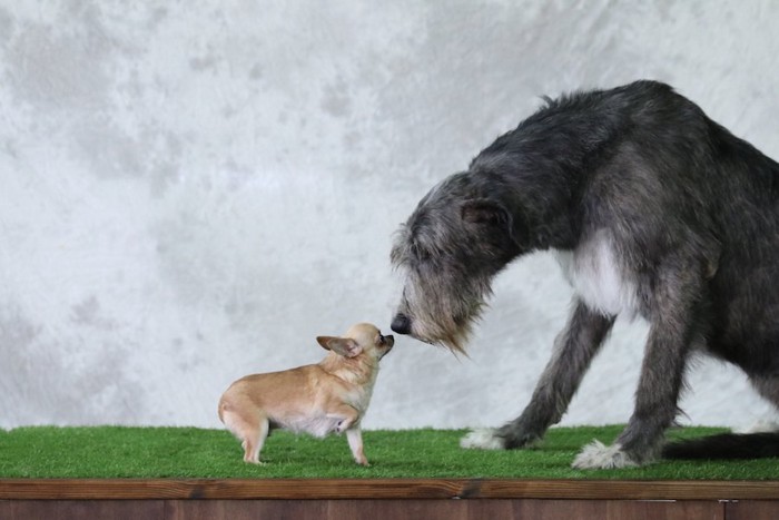 挨拶をする小さな犬と大きな犬
