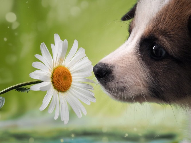 花を嗅ぐ子犬