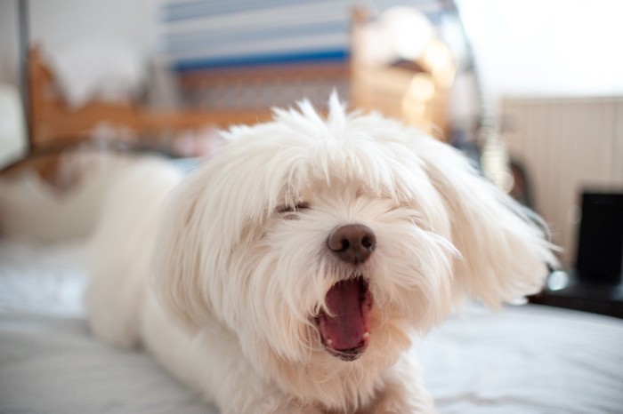 あくびをしている白い犬