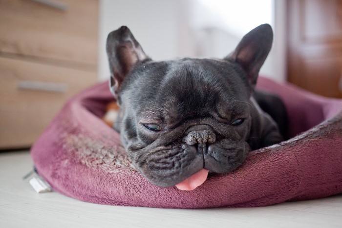 ペット用ベッドで舌を出して寝る犬