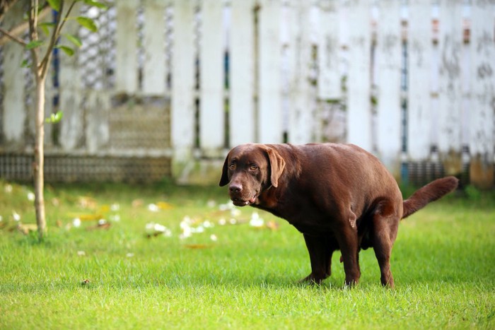 芝生の上でうんちをする犬