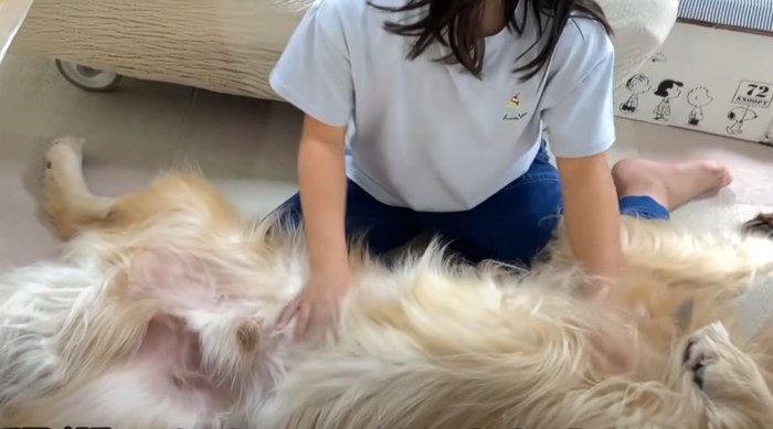 犬を撫でる少女