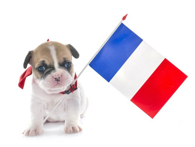 フランス国旗と子犬