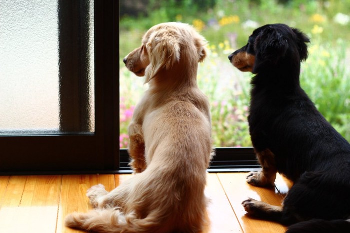 窓の外を見ている犬たち