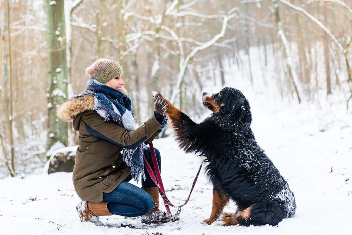 雪の上に座ってハイタッチする飼い主さんと犬