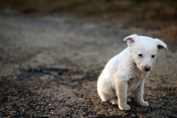 悲しげな表情でうつむく白い子犬