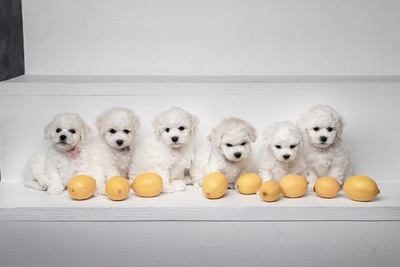 レモンと６匹のビションフリーゼの幼犬