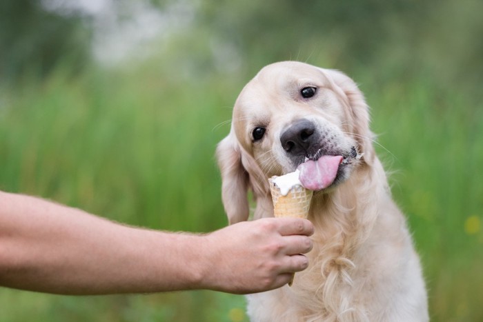 差し出されたソフトクリームを舐める犬