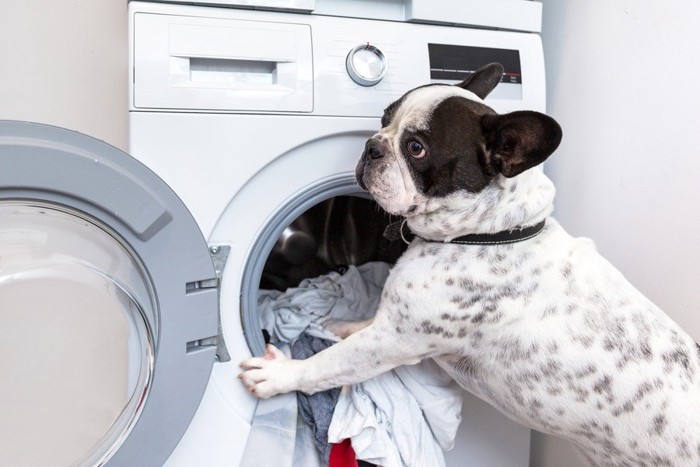 洗濯機の前にいる犬