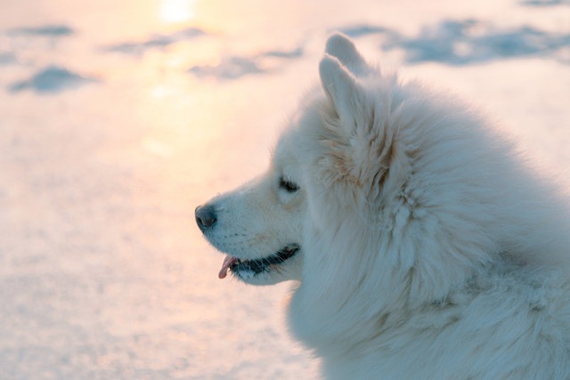 白い犬の横顔